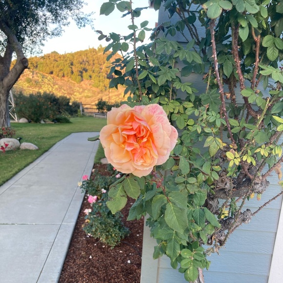 Meet your Posher, Berenice - Picture 2 of 2